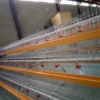 120 Birds Layer Chicken Cage BD